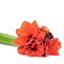 Amarylis na přání